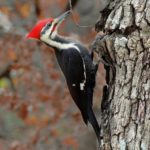 pileated-woodpecker,-vancouver-island