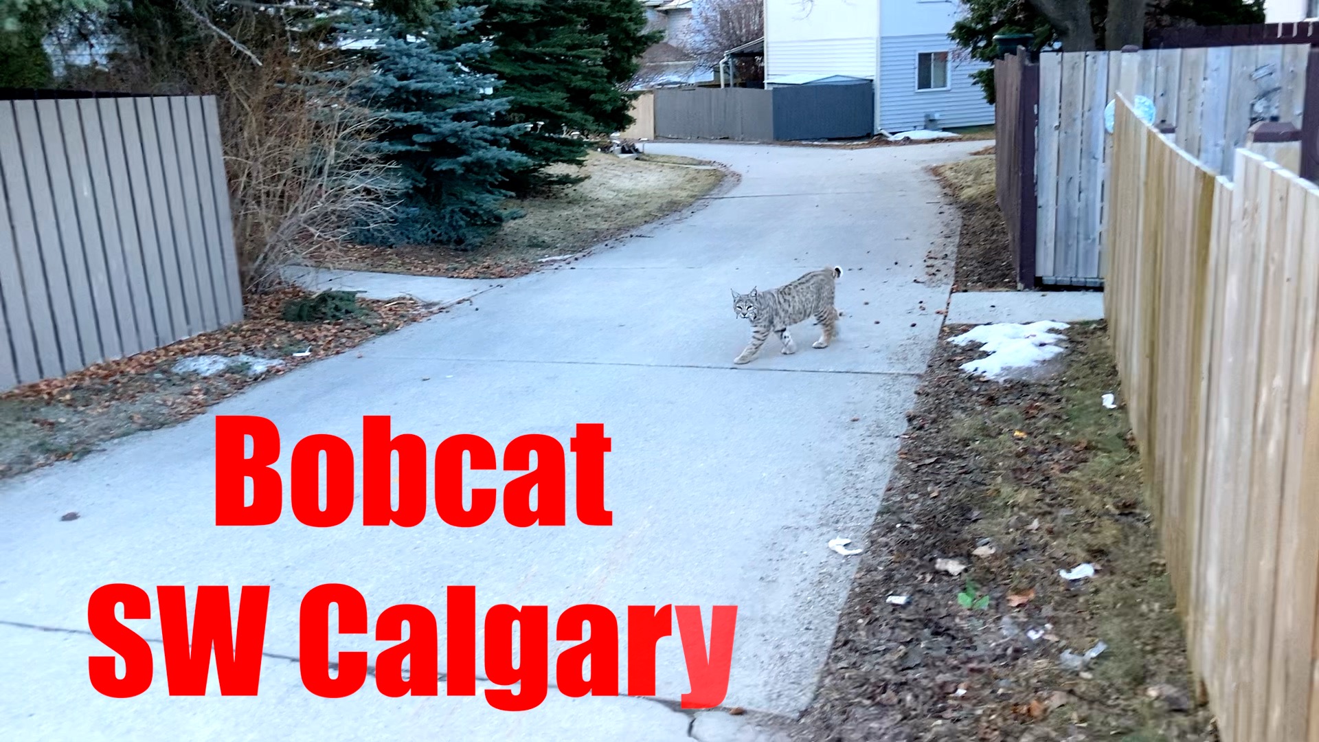 bobcats-in-calgary