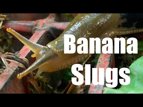 giant-banana-slug-in-my-tent