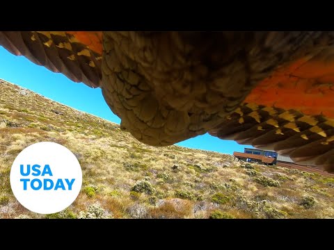 parrot-steals-gopro