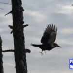 pileated-woodpecker,-vancouver-island