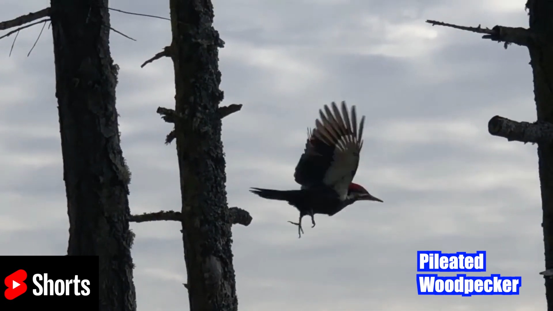 pileated-woodpecker,-vancouver-island