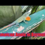 jamaican-anole-lizard-in-bermuda