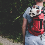 man carrying dog in a backpack on a hiking trip