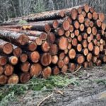 hiking-in-‘salvage-logging’-forest