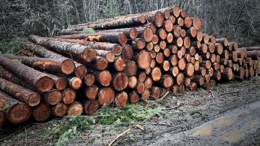 hiking-in-‘salvage-logging’-forest