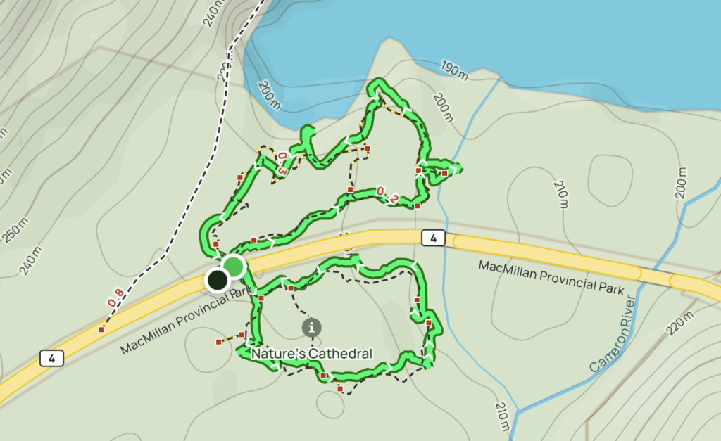 hiking-cathedral-grove,-vancouver-island