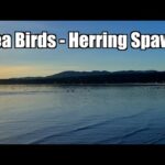 sea-birds-at-the-pacific-herring-spawn