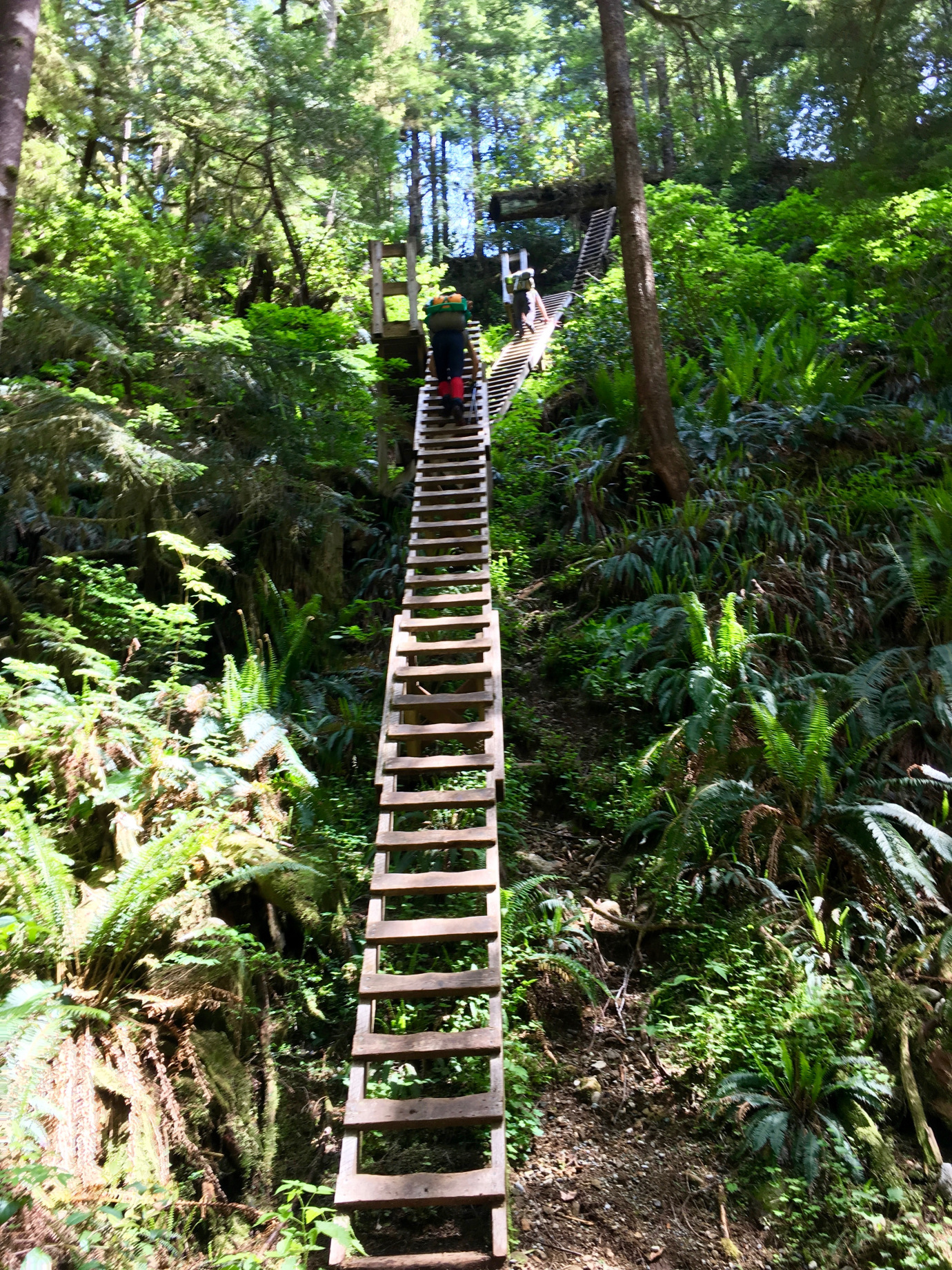 top-10-hikes-➙-west-coast-trail,-bc,-canada