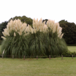 in-praise-of-pampas-grass