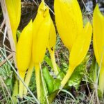 first-spring-flowers-on-vancouver-island